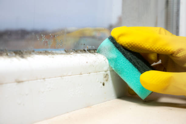 Best Post-Flood Mold Remediation in Blooming Prairie, MN