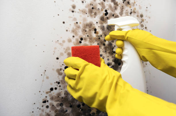 Best Industrial Mold Remediation in Blooming Prairie, MN